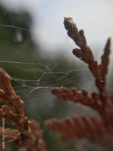 Spiderweb on a branch