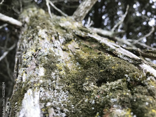 Moss on a tree