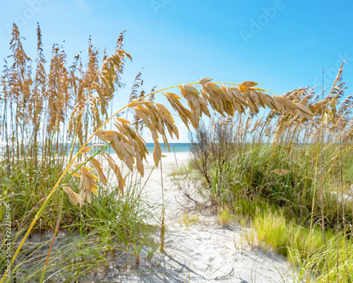 Golden sea oat crossing the beach path 