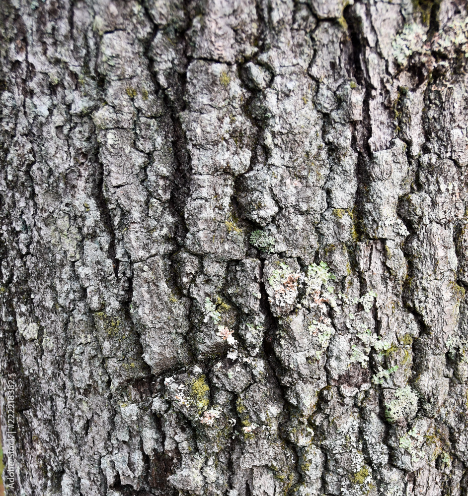 old tree bark