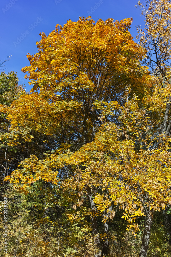 Autumn view with Yellow trees in South Park in city of Sofia, Bulgaria Autumn view with Yellow trees in South Park in city of Sofia, Bulgaria