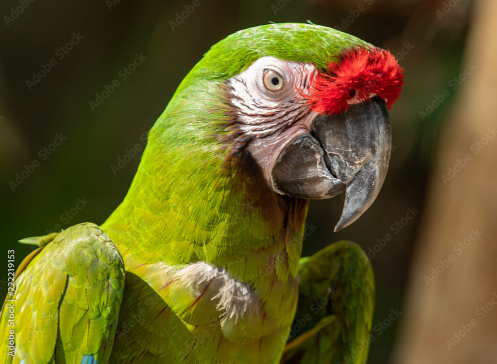 Fototapeta premium green macaw stops for a picture and a smile