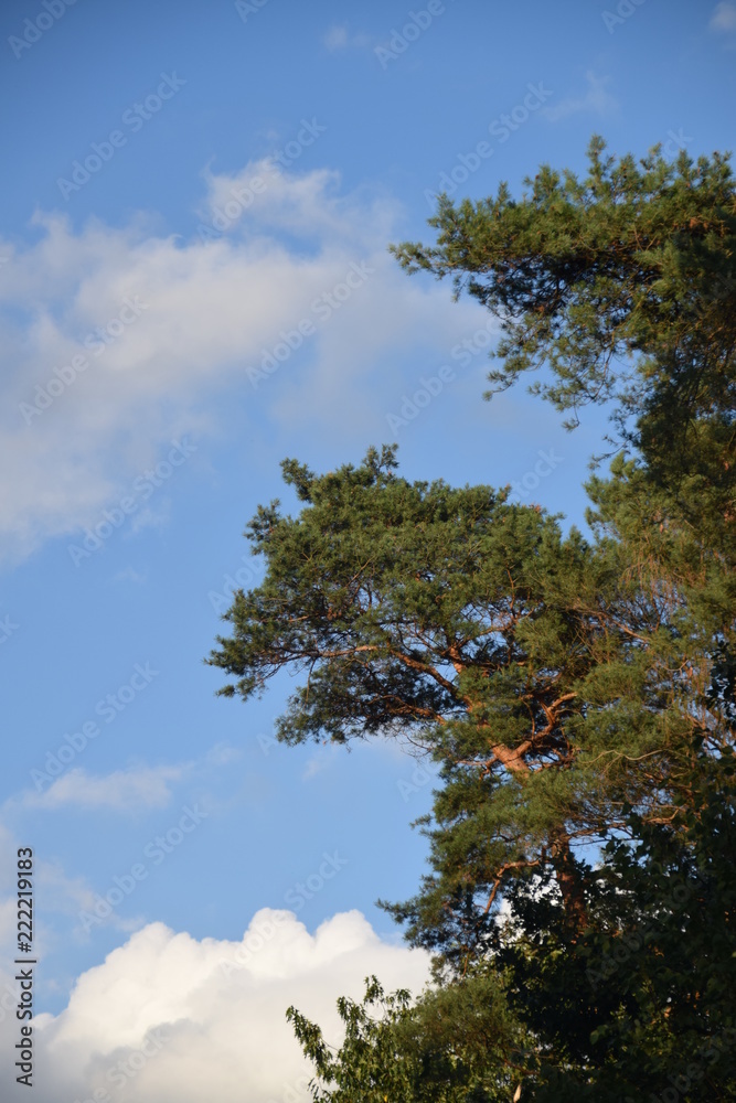 Hochgewachsene Kiefern gegen einen blauen Himmel