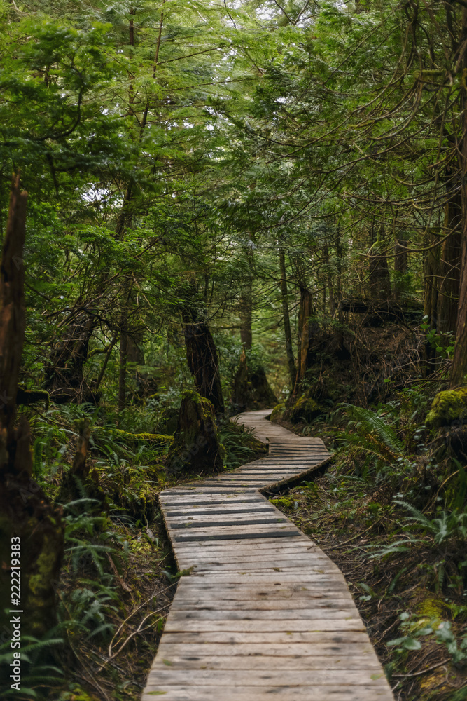 path in forest