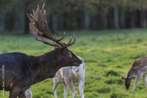 Hirsch mit Geweih auf Wiese