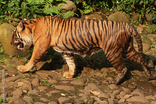 Harimau 7