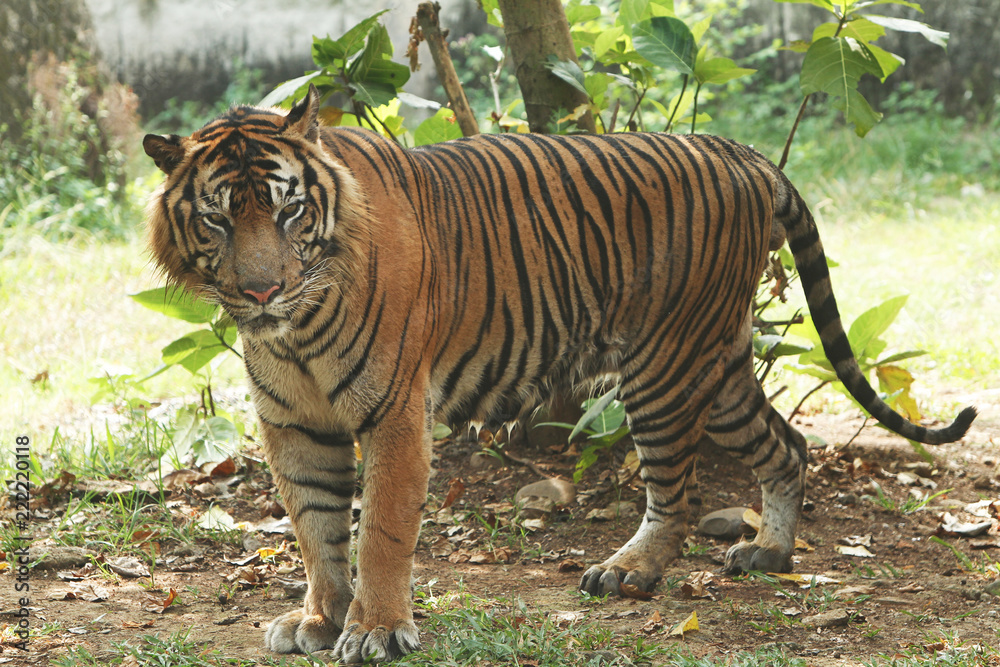 Obraz premium Harimau 2