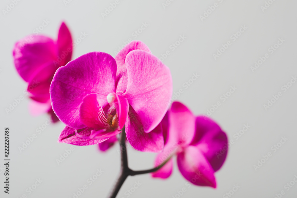 pink orchid flower, close-up view pink orchid flower, close-up view