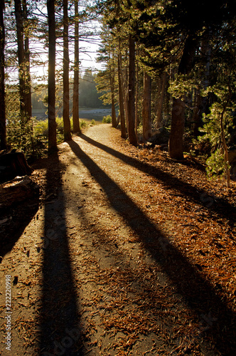 Long Shadows on Path, Lake Alpine, Calaveras County, California  photo