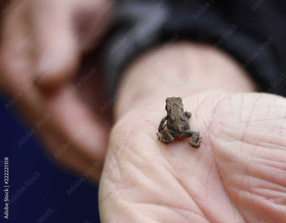 Baby Frog Stock Photo Adobe Stock