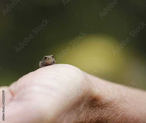 Baby frog 2