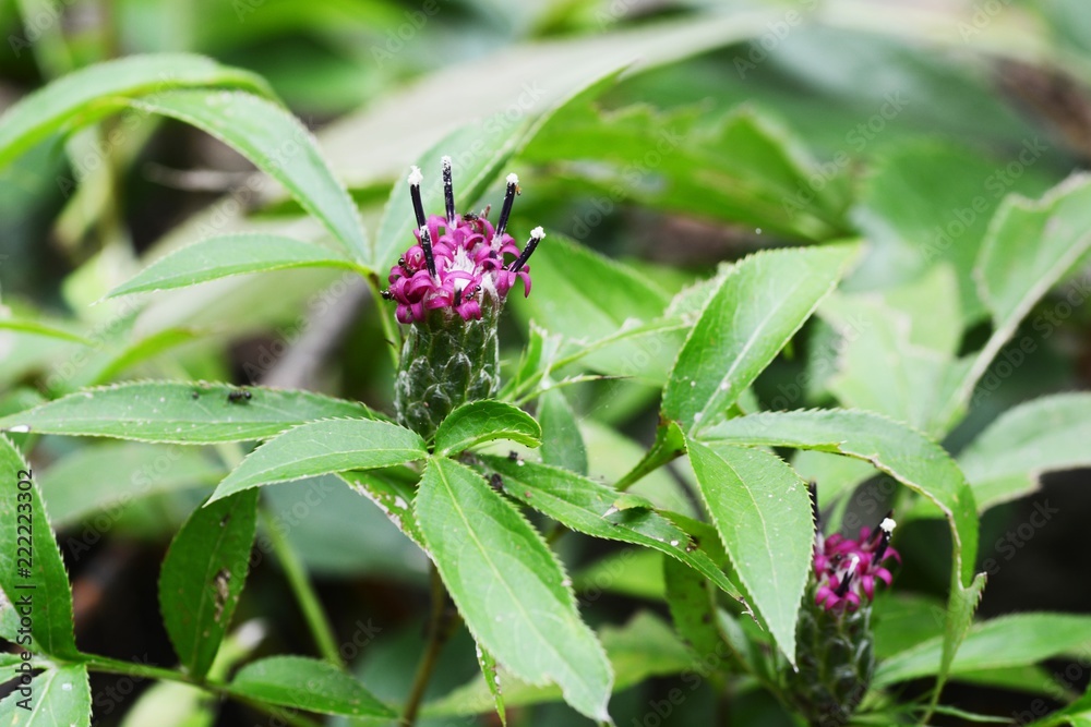 Atractylodes japonica / Japanese atractylodes Atractylodes japonica / Japanese atractylodes