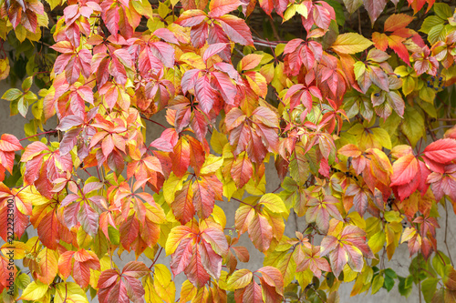 Green  yellow and red leaves on white stone wall background
