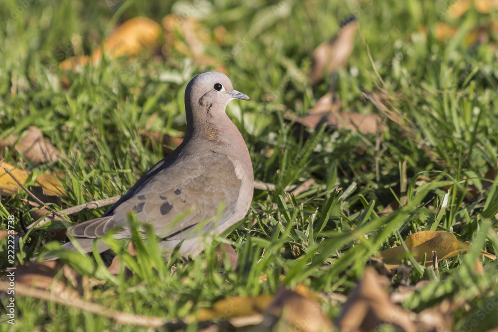A beautiful pigeon perched on a green field A beautiful pigeon perched on a green field