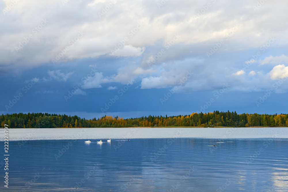                                Swans on the lake in autumn under cloudy sky. Natural background.