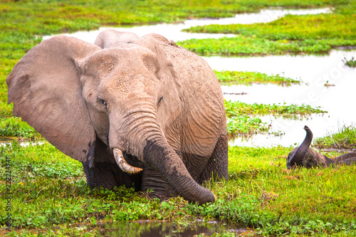 Elephant with an elephant. ...