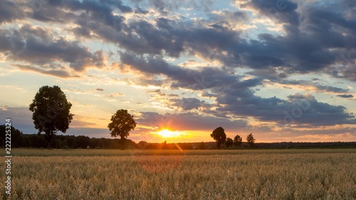Beautiful summer sunset landscape with oat field