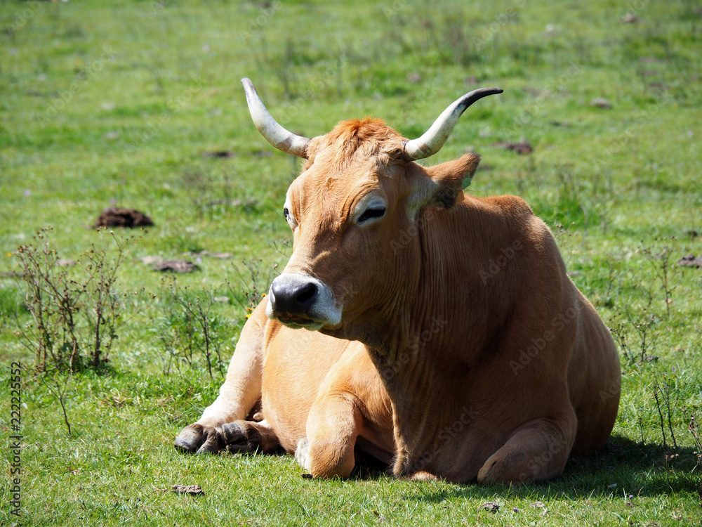 Cow in a pasture at Covadonga Lakes in Picos de Europa, Asturias - Spain Cow in a pasture at Covadonga Lakes in Picos de Europa, Asturias - Spain