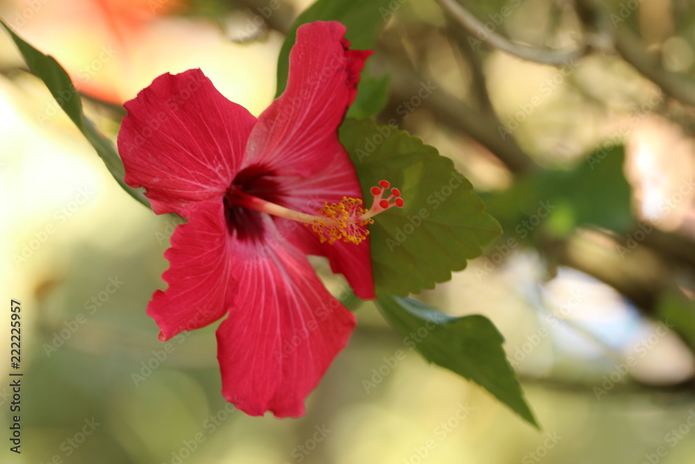 Pink Hibiscus Flower Pink Hibiscus Flower