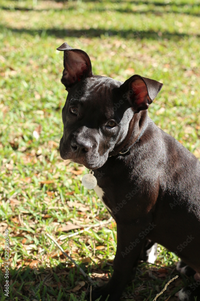 Portrait of an Adorable Black Pit Bull Puppy Dog 