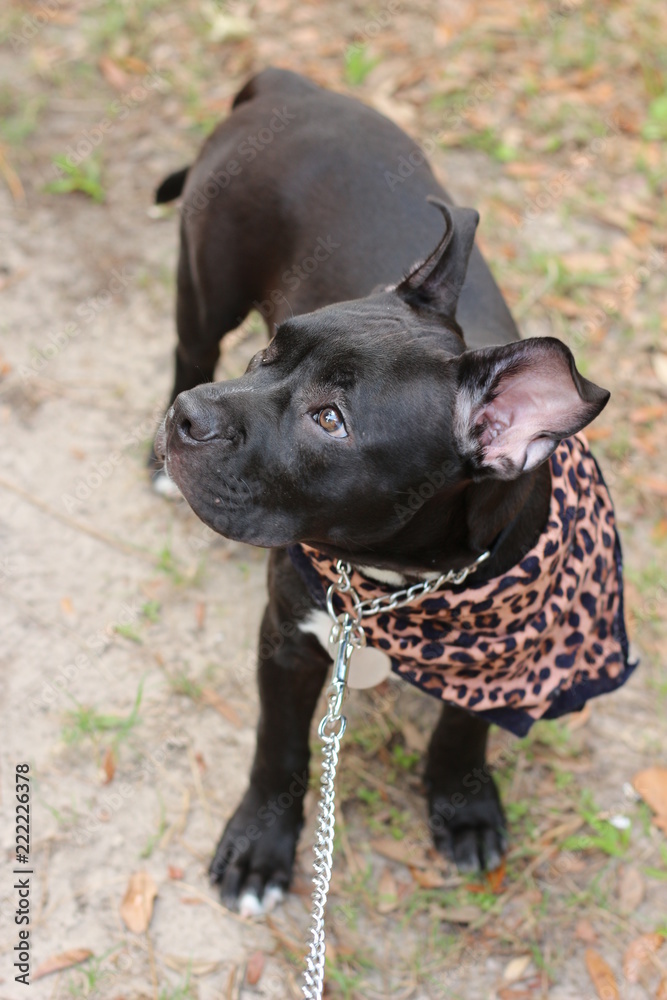 Φωτογραφία Adorable Black Pit Bull Puppy in a Leopard Print Bandanna