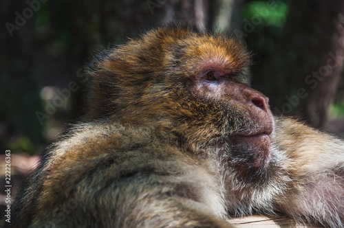 Le macaque de barbarie ou magot à la montagne des singes à kintzheimen alsace, france © navarro raphael