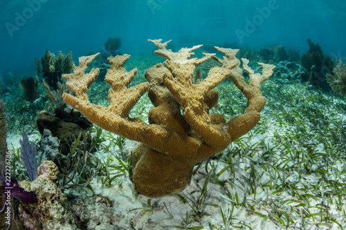 Healthy Elkhorn Coral Colony in Caribbean Sea
