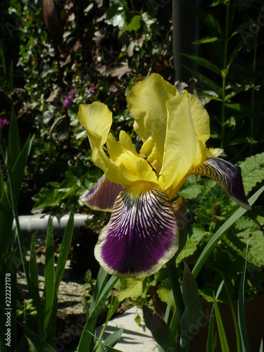 Bartiris photo