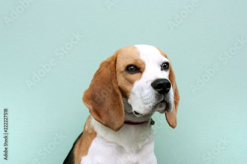 Canvas Print beagle