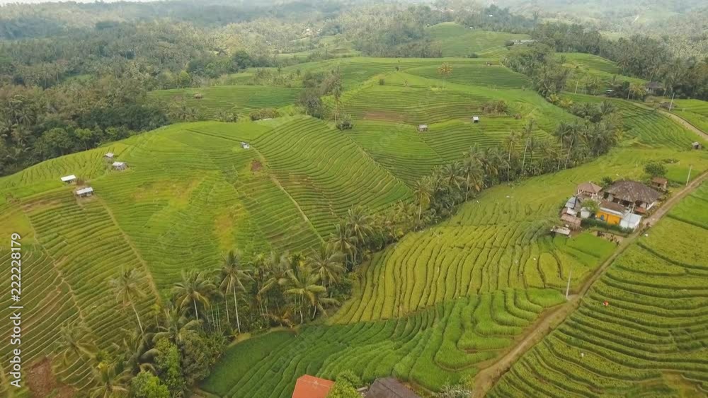 Rice terrace field in the mountains, farmlands, trees. Aerial view of rice plantation,terrace, agricultural land of farmers. 4K video, Aerial footage. Rice terrace field in the mountains, farmlands, trees. Aerial view of rice plantation,terrace, agricultural land of farmers. 4K video, Aerial footage.