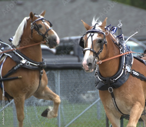 Harness horses at the fair