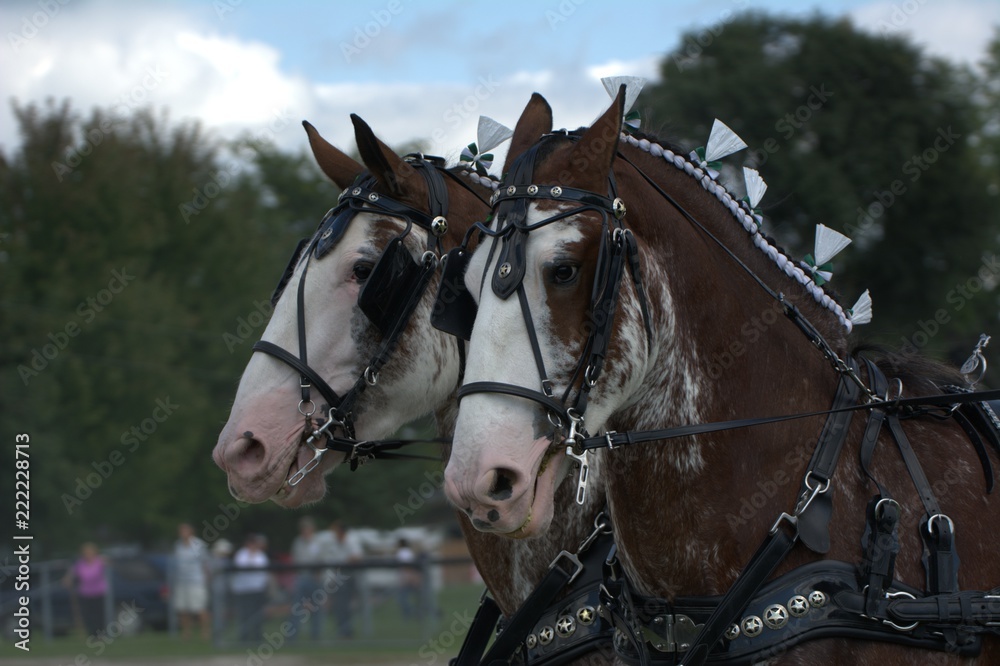 Obraz premium Harness horses at the fair
