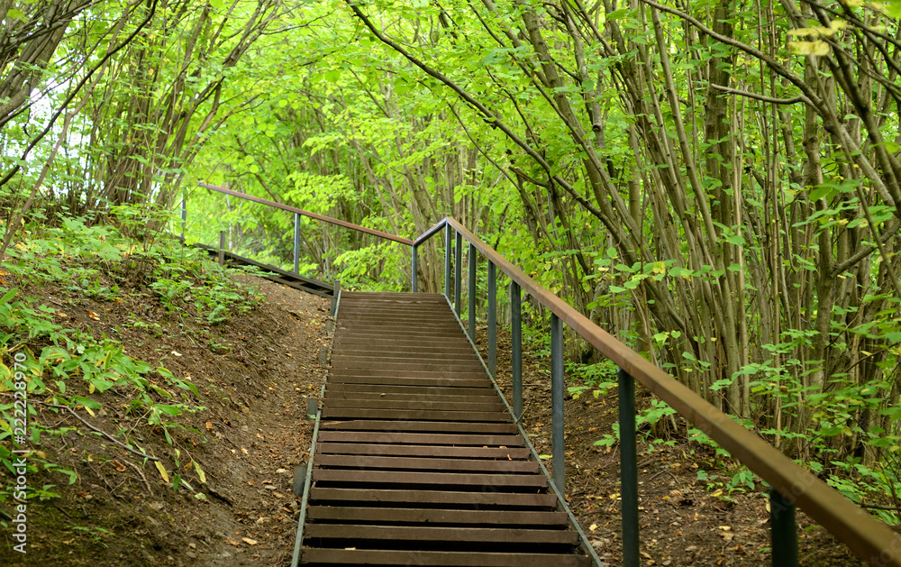 Stairs in deciduous forest at summer. Stairs in deciduous forest at summer.