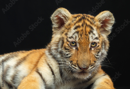 Young Tiger Isolated  on Black Background in studio