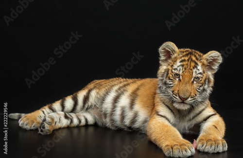 Young Tiger Isolated  on Black Background in studio