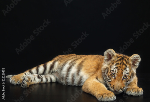 Young Tiger Isolated  on Black Background in studio