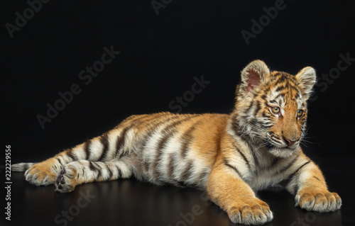 Fototapeta Naklejka Na Ścianę i Meble -  Young Tiger Isolated  on Black Background in studio