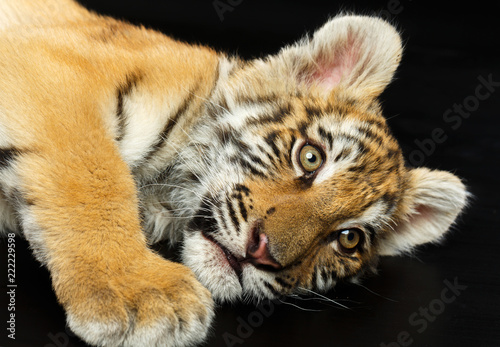 Young Tiger Isolated  on Black Background in studio