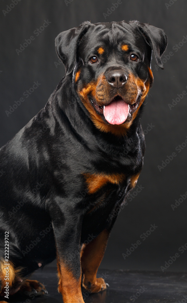Rottweiler Dog Isolated on Black Background in studio Rottweiler Dog Isolated on Black Background in studio