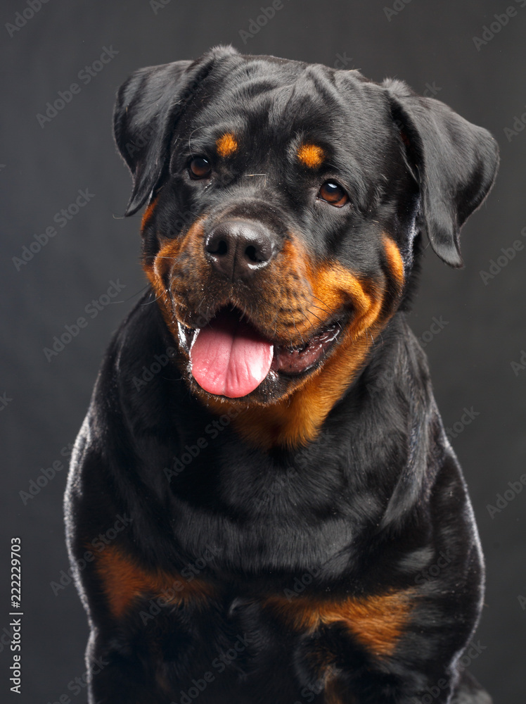 Rottweiler Dog  Isolated  on Black Background in studio