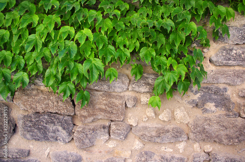 Green Creeper against stone wall © Holly Photography