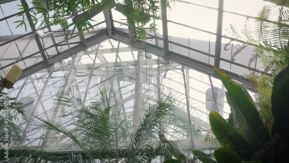Low angle shot of palm trees in a glass greenhouse in 4k. Palm trees ...