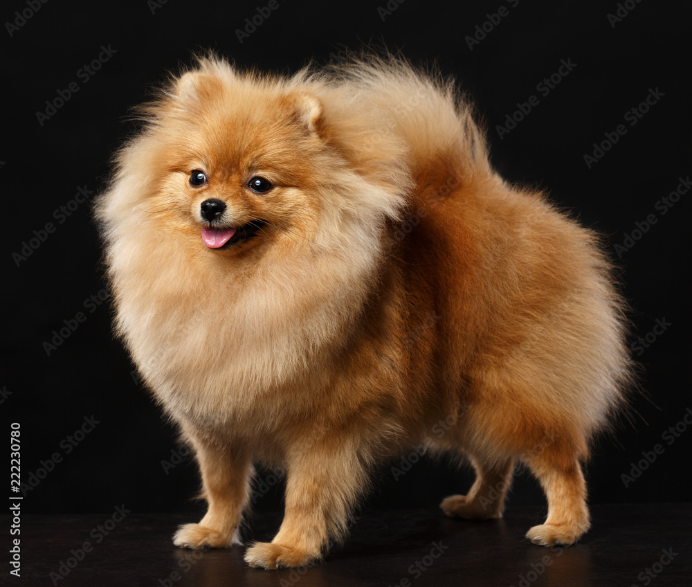 Pomeranian spitz Dog on Isolated Black Background in studio Pomeranian spitz Dog on Isolated Black Background in studio
