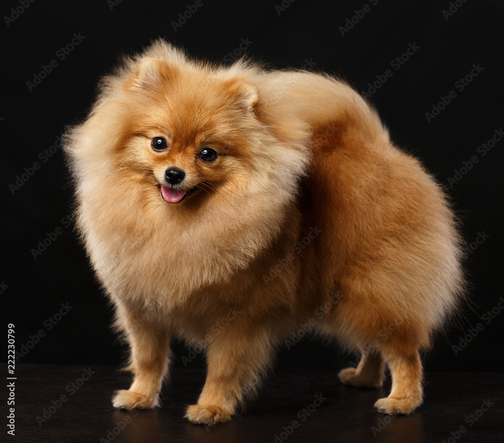 Pomeranian spitz Dog on Isolated Black Background in studio Pomeranian spitz Dog on Isolated Black Background in studio