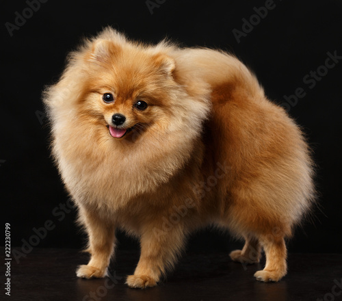 Pomeranian spitz Dog on Isolated Black Background in studio