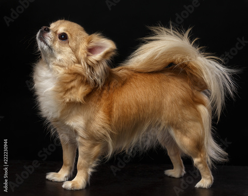 Chihuahua Dog Isolated on Black Background in studio
