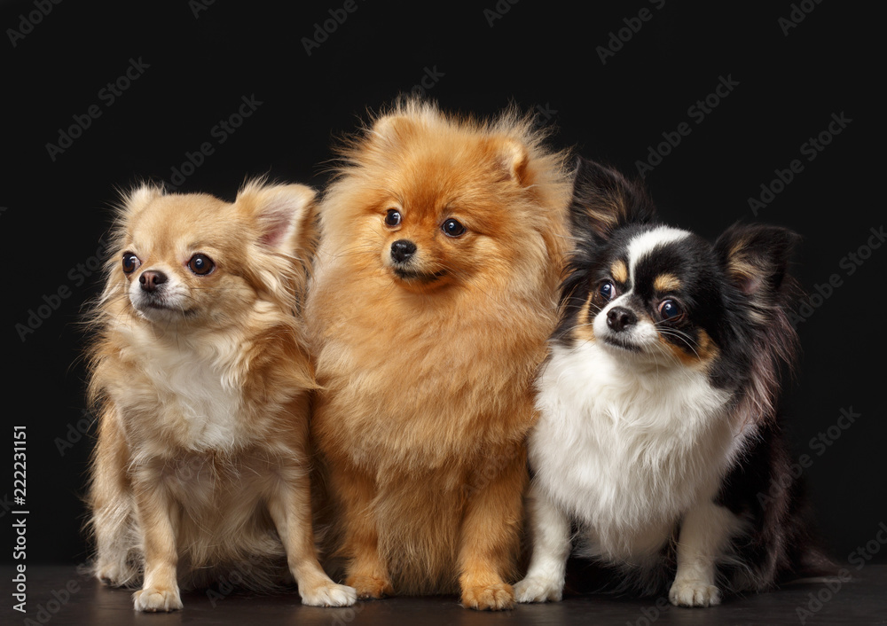Pomeranian spitz, Chihuahua Dog  Isolated  on Black Background in studio