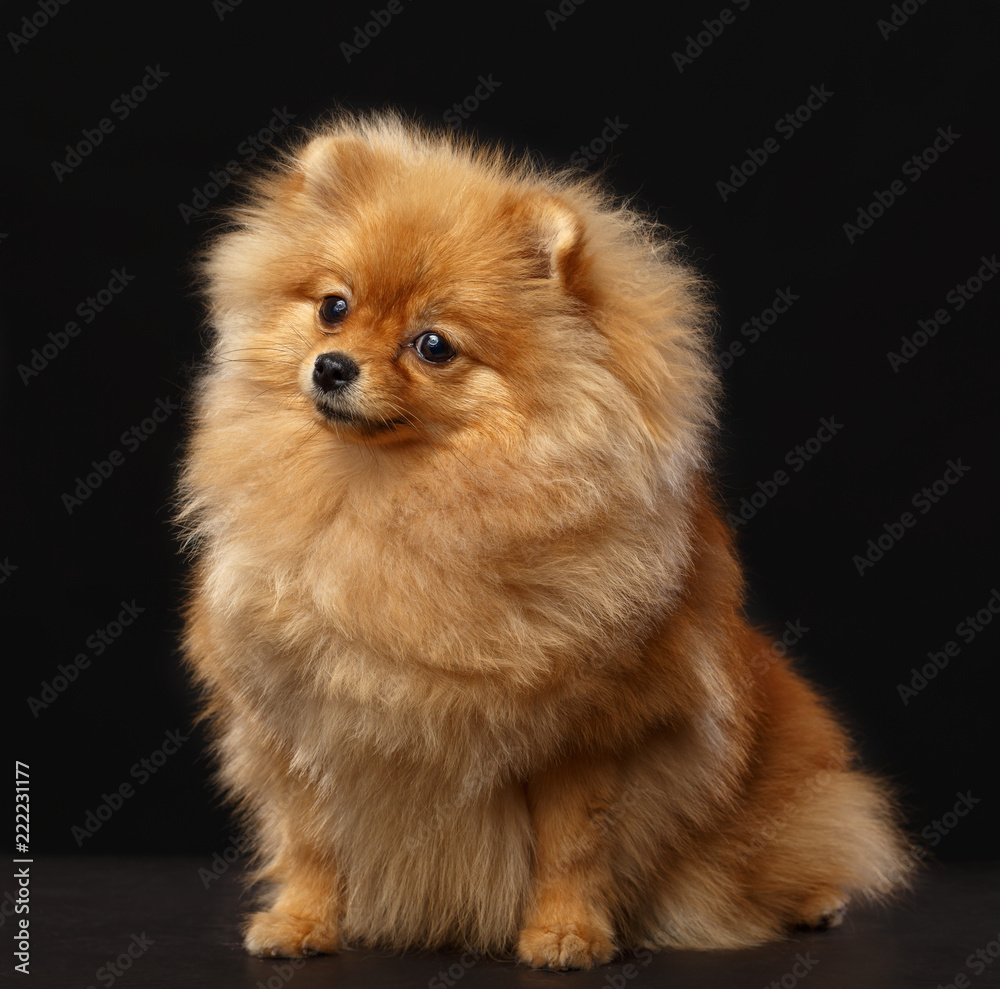 Pomeranian spitz Dog on Isolated Black Background in studio Pomeranian spitz Dog on Isolated Black Background in studio