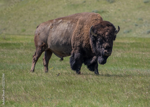 Plains bison