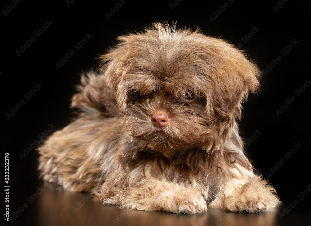 Russian colored lapdog Dog Isolated on Black Background in studio Russian colored lapdog Dog Isolated on Black Background in studio
